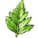 Fernleaf