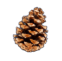 Pinecone